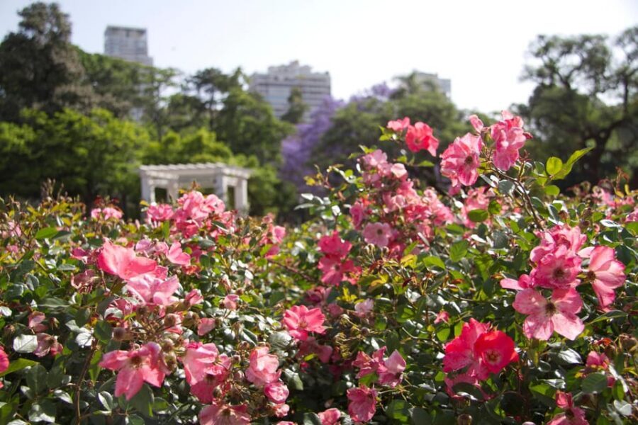 Buenos Aires Private City Tour with a local guide - El Rosedal and Floralis Genérica: Green Space and Sculptural Moments
