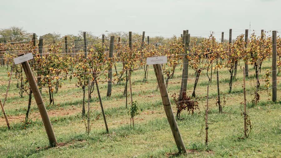 Buenos Aires: Wine Tasting & Lunch at Gamboa Vineyard - Transfers and timing: a full day that stays organized