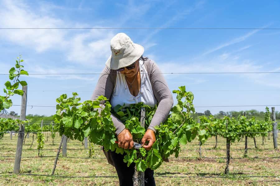 Buenos Aires: Wine Tasting & Lunch at Gamboa Vineyard - Who this tour suits best (and who should skip it)