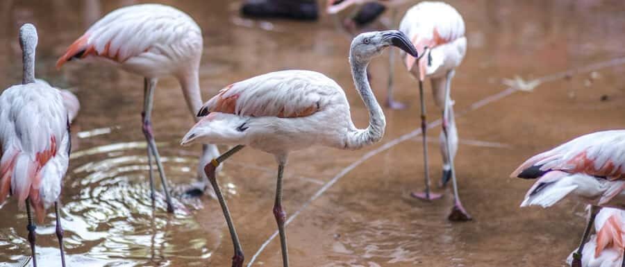 From Buenos Aires: Full-Day Temaiken Eco Park - FAQ