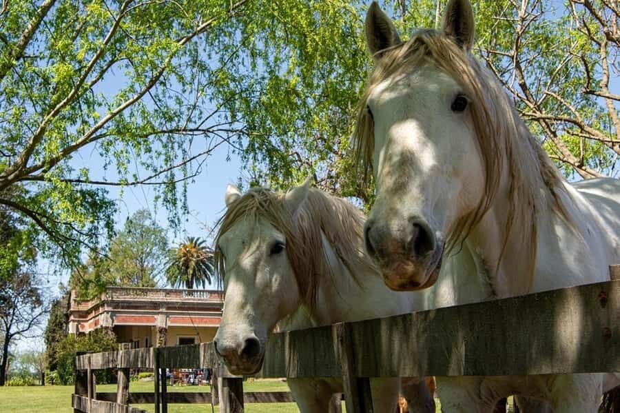 From Buenos Aires: Gaucho and Ranch Day Tour - Price and logistics: is $168 good value for what you get?