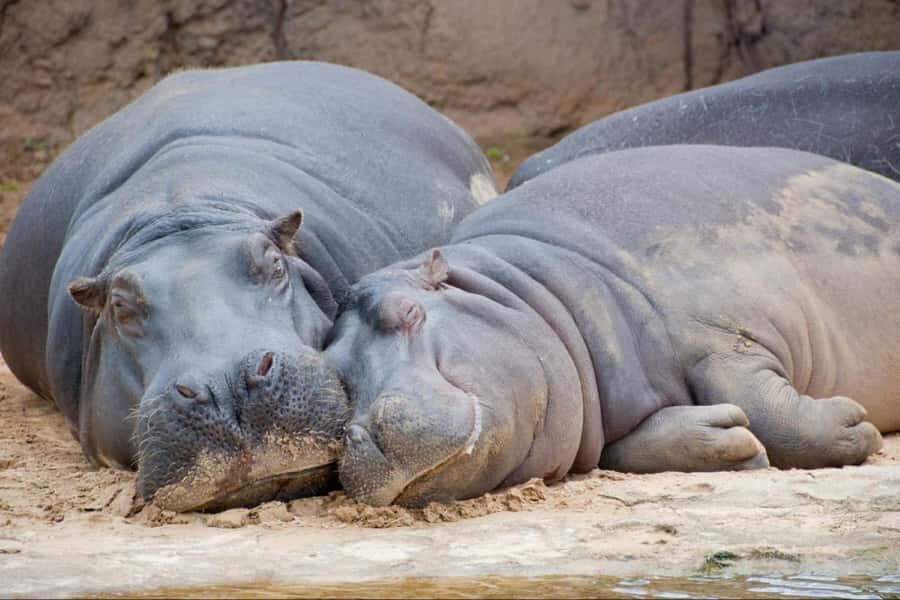 From Buenos Aires: Temaiken Zoo Tour with Ticket Included - Price and value: is $135 fair for a guided day at Temaikén?