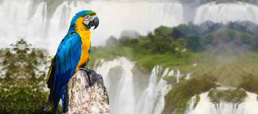 From Puerto Iguazu: Half-Day Brazilian Falls Excursion - Why the Brazilian Side From Puerto Iguazu Feels Different