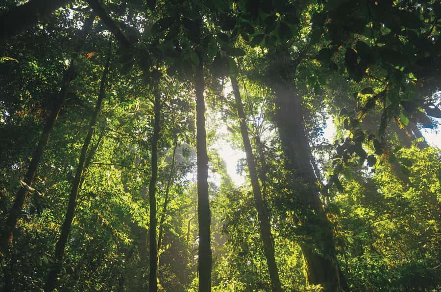 Half-Day Iguazú Forest Adventure - Tree-to-tree zipline over 800 meters in 3 stages