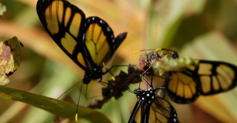 Half-Day Iguazú Forest Adventure - Price and value: is $122 worth it?