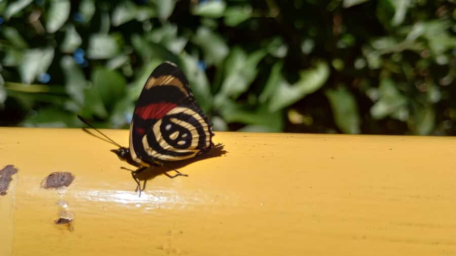 Puerto Iguazú: Brazilian Falls Half-Day Panoramic Tour - Who This Half-Day Tour Fits Best