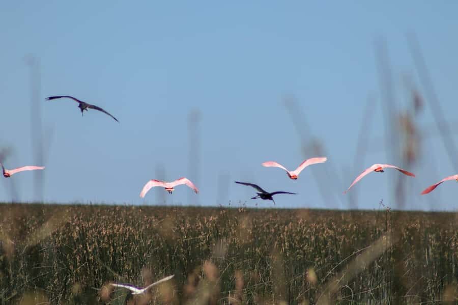 Tigre: Safari Náutico en Tigre/ Biosphere Reserve Boat Tour - Wildlife and plant watching: how to enjoy it even when animals stay quiet